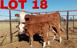 1+1 x Simmental Cow & Calf Zanool Arbi