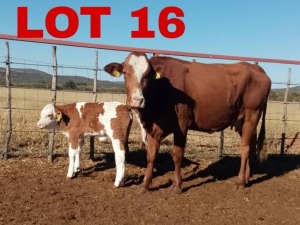 1+1 x Simmental Cow & Calf Zanool Arbi