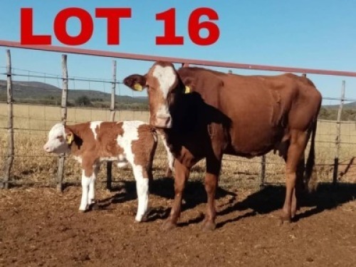 1+1 x Simmental Cow & Calf Zanool Arbi