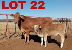 1+1 x Simbra Cow & Calf Zanool Arbi