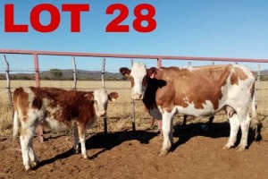 1+1 x Simmental Cow & Calf Zanool Arbi