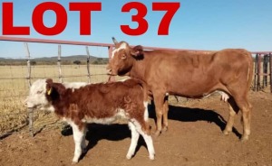 1+1 x Simbra Cow & Calf Zanool Arbi