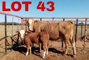 1+1 x Simbra Cow & Calf Zanool Arbi