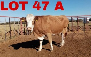 1 x Simmental Cow Zanool Arbi