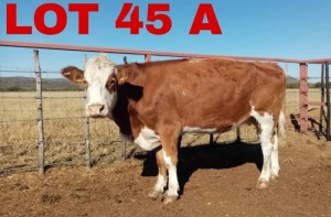 1 x Simmental Cow Zanool Arbi