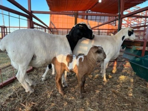 2+2 x Dorper/Meatmaster Ewe & Lamb Christian Herbst (Pay per Animal)