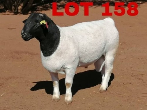 1 x BlackHead Dorper Ram Phillip Van Niekerk
