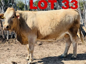 1 x Simbra Cow Zanool Arbi