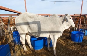 1 x Grey Brahman Heifer Zanool Arbi