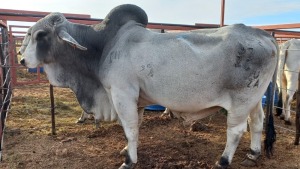 1 x Grey Brahman Bull Zanool Arbi