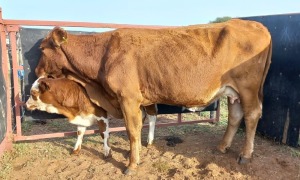 1+1 x Simbra Cow & Calf Zanool Arbi