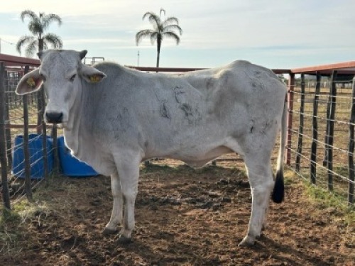 1 x Grey Brahman Heifer Zanool Arbi