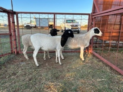 3 x Dorper/Meatmaster Ewe Christian Herbst (Pay per Animal)