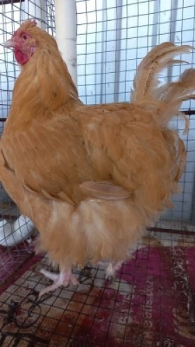 2 x Buff Orpington Hens Nico Vos (Pay per Animal)