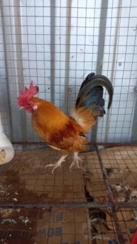 1 x Bantam Rooster Nico Vos