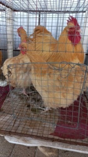 3 x Buff Orpington Rooster + Hen Nico Vos (Pay per Animal)