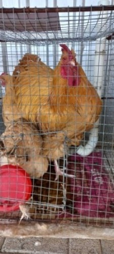 3 x Buff Orpington Rooster + Hen Nico Vos (Pay per Animal)