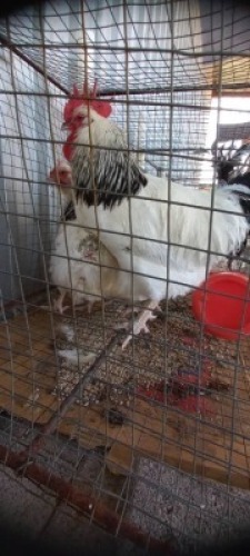 3 x Light Sussex Rooster + Hen Nico Vos (Pay per Animal)