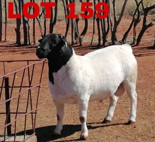 1 x BlackHead Dorper Ram Phillip Van Niekerk