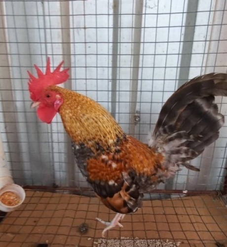 1 x Bantam Rooster Nico Vos