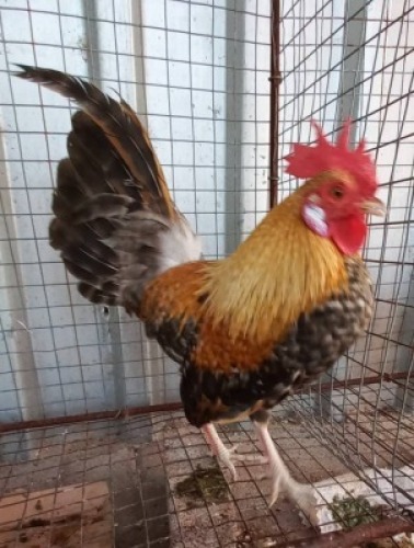 1 x Bantam Rooster Nico Vos