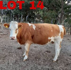 1 x Simmental Cow Zanool Arbi (Pay per Animal)