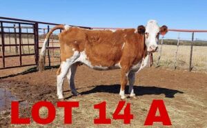 1 x Simmental Cow Zanool Arbi (Pay per Animal)