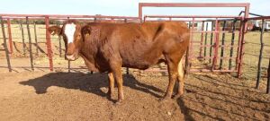 1 x Simbra Cow Zanool Arbi (Pay per Animal)