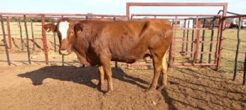 1 x Simbra Cow Zanool Arbi (Pay per Animal)