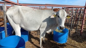 1 x Grey Brahman Cow Zanool Arbi