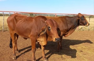 2 x Red Brahman Heifer Zanool Arbi (Pay per Animal)