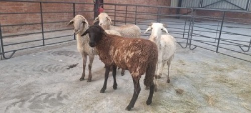4x MEATMASTER KRUIS FEMALE BETTIE BADENHORST (Pay per Animal)