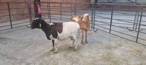 2x MEATMASTER KRUIS FEMALE BETTIE BADENHORST (Pay per Animal)