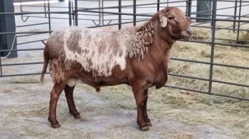 1x MEATMASTER MALE BETTIE BADENHORST