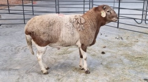 1x MEATMASTER MALE BETTIE BADENHORST