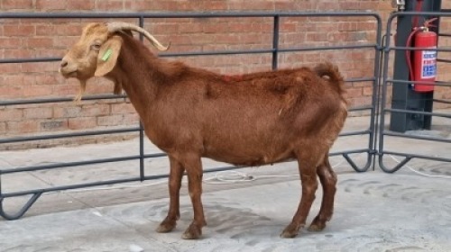 1x CAPE LOBEAR FEMALE WILLEM VAN HEERDEN