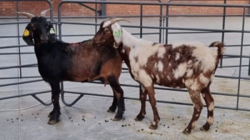 2x CAPE LOBEAR FEMALE WILLEM VAN HEERDEN (Pay per Animal)