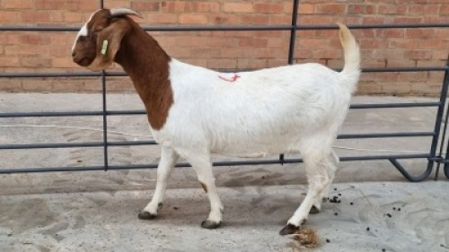 1x BOERBOK FEMALE LOVERS MOHLALA