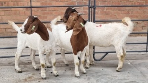 3x BOERBOK FEMALE LOVERS MOHLALA (Pay per Animal)