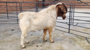 1x BOERBOK MALE MO LEBOTHA FARMING