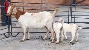 1+2x BOERBOK FEMALE MO LEBOTHA FARMING