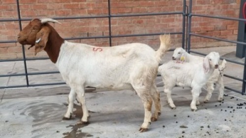 1+2x BOERBOK FEMALE MO LEBOTHA FARMING