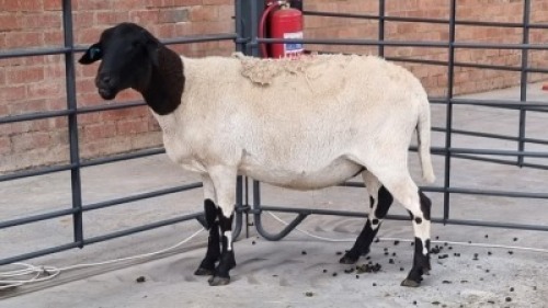 1x MEATMASTER FEMALE CASA DEL NERO BOERDERY