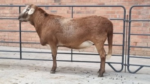1x MEATMASTER MALE FAITH FAMILY FARMS