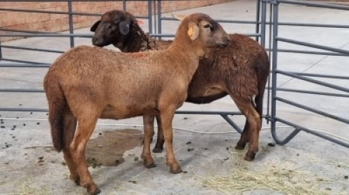 2x MEATMASTER FEMALE FAITH FAMILY FARMS (Pay per Animal)