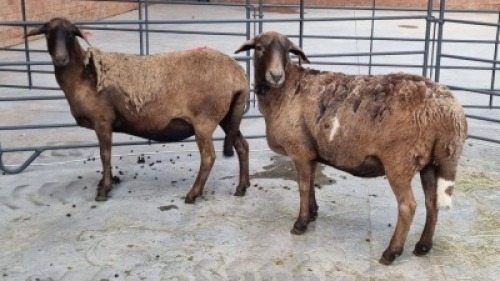 2x MEATMASTER FEMALE FAITH FAMILY FARMS (Pay per Animal)