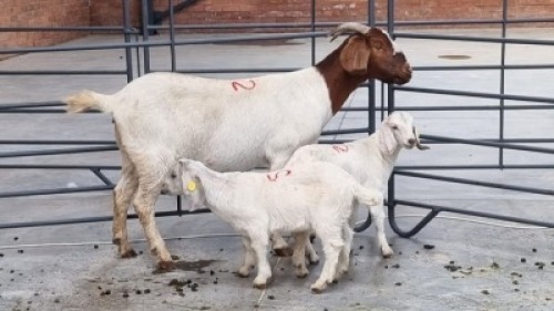 1+2x BOERBOK FEMALE MO LEBOTHA FARMING