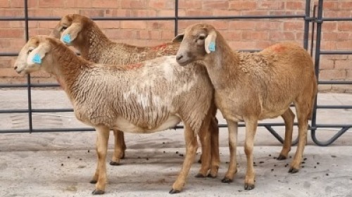 3x MEATMASTER FEMALE CASA DEL NERO BOERDERY (Pay per Animal)
