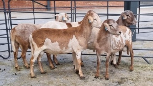 5x MEATMASTER MALE LEON VAN TUBBERGH (Pay per Animal)