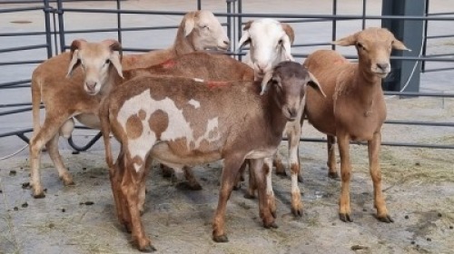 5x MEATMASTER MALE LEON VAN TUBBERGH (Pay per Animal)